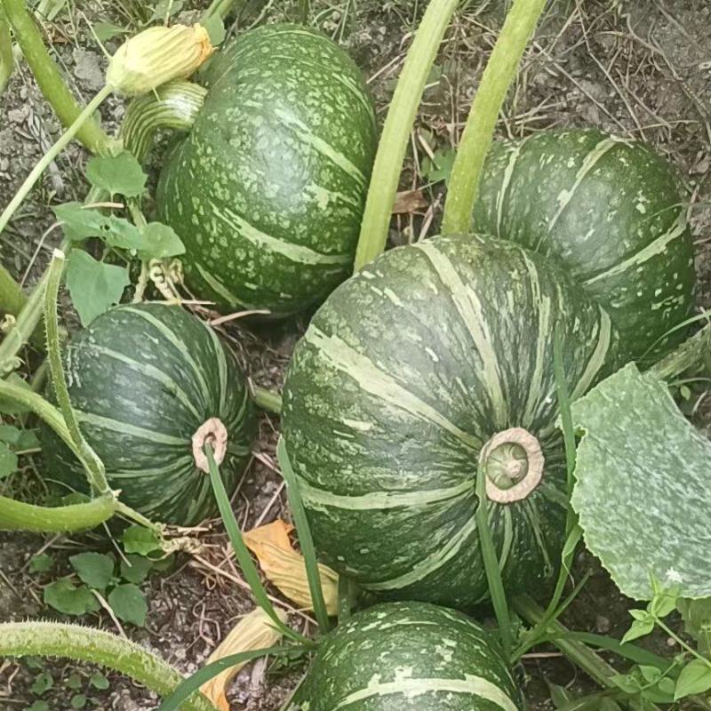 沙漠板栗南瓜，种植在日照时间长，昼夜温差大的西北沙漠边上