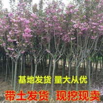 正宗日本樱花树苗樱花小苗南北方庭院地栽盆栽花树园林植物风