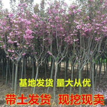 正宗日本樱花树苗樱花小苗南北方庭院地栽盆栽花树园林植物风