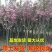 正宗日本樱花树苗樱花小苗南北方庭院地栽盆栽花树园林植物风