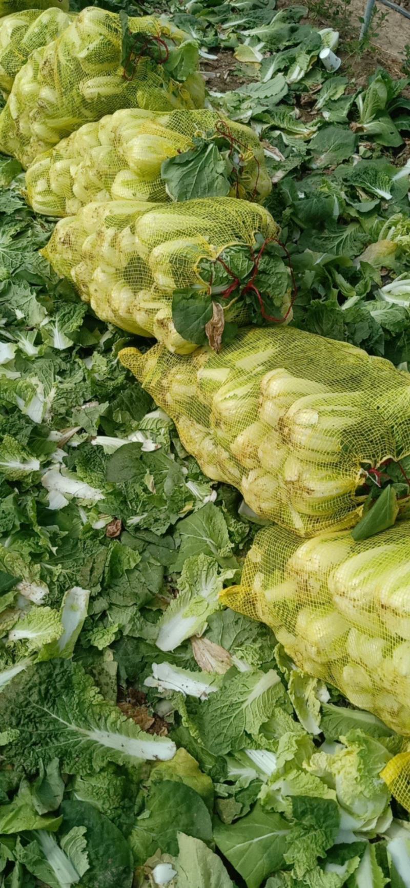 河南黄心娃娃菜，心黄，条形好，一条龙服务，包上车！
