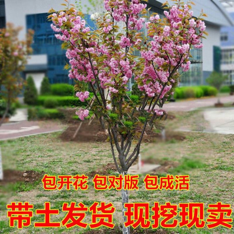 正宗日本樱花树苗樱花小苗南北方庭院地栽盆栽花树园林植物风