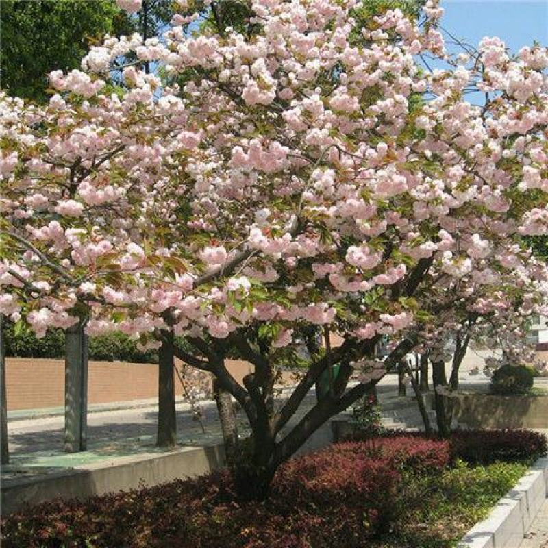 正宗日本樱花树苗樱花小苗南北方庭院地栽盆栽花树园林植物风