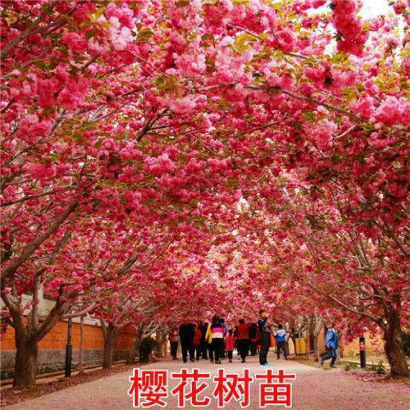 正宗日本樱花树苗樱花小苗南北方庭院地栽盆栽花树园林植物风