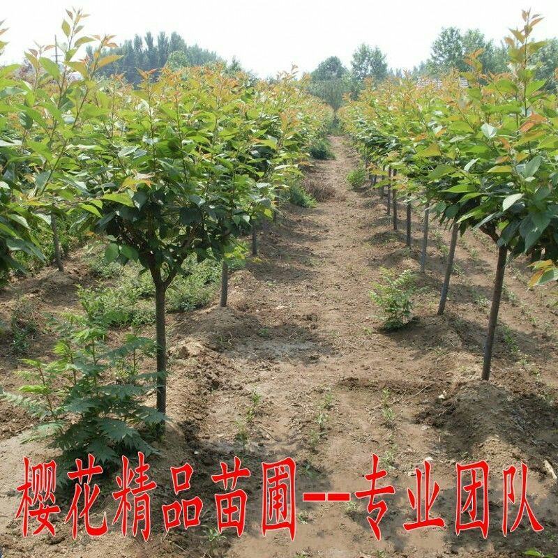 正宗日本樱花树苗樱花小苗南北方庭院地栽盆栽花树园林植物风