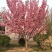 正宗日本樱花树苗樱花小苗南北方庭院地栽盆栽花树园林植物风