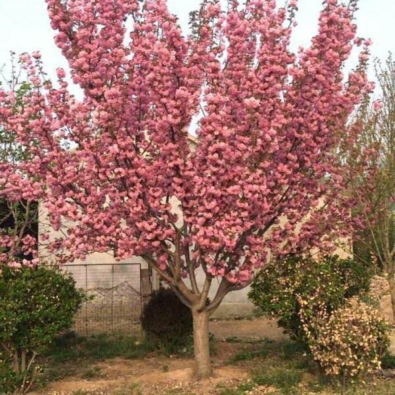 正宗日本樱花树苗樱花小苗南北方庭院地栽盆栽花树园林植物风