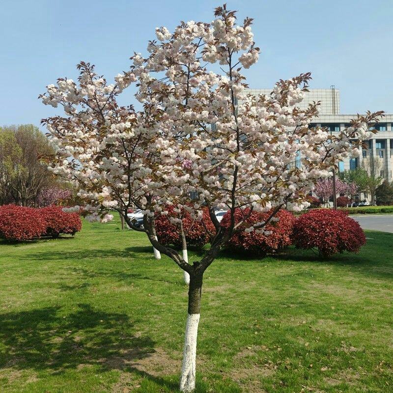 正宗日本樱花树苗樱花小苗南北方庭院地栽盆栽花树园林植物风