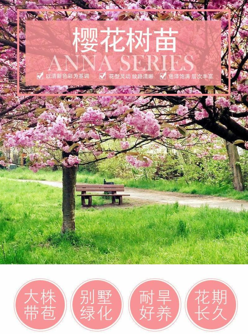 正宗日本樱花树苗樱花小苗南北方庭院地栽盆栽花树园林植物风