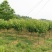 正宗日本樱花树苗樱花小苗南北方庭院地栽盆栽花树园林植物风