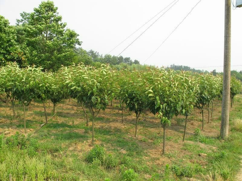 正宗日本樱花树苗樱花小苗南北方庭院地栽盆栽花树园林植物风