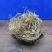 水蜈蚣干货农副产品不满意可退换货