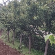 樱花树