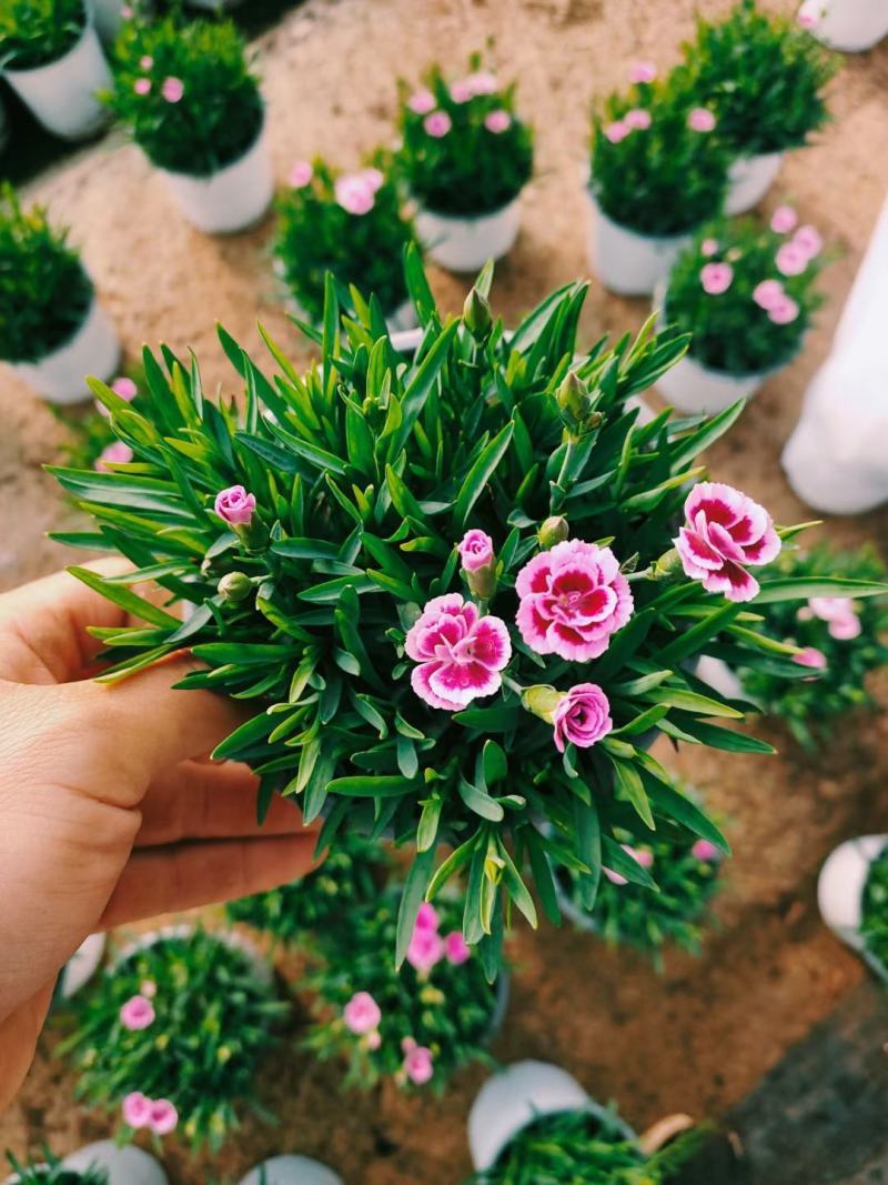 初吻石竹，花量大花艳，基地直发一手货源量大价优