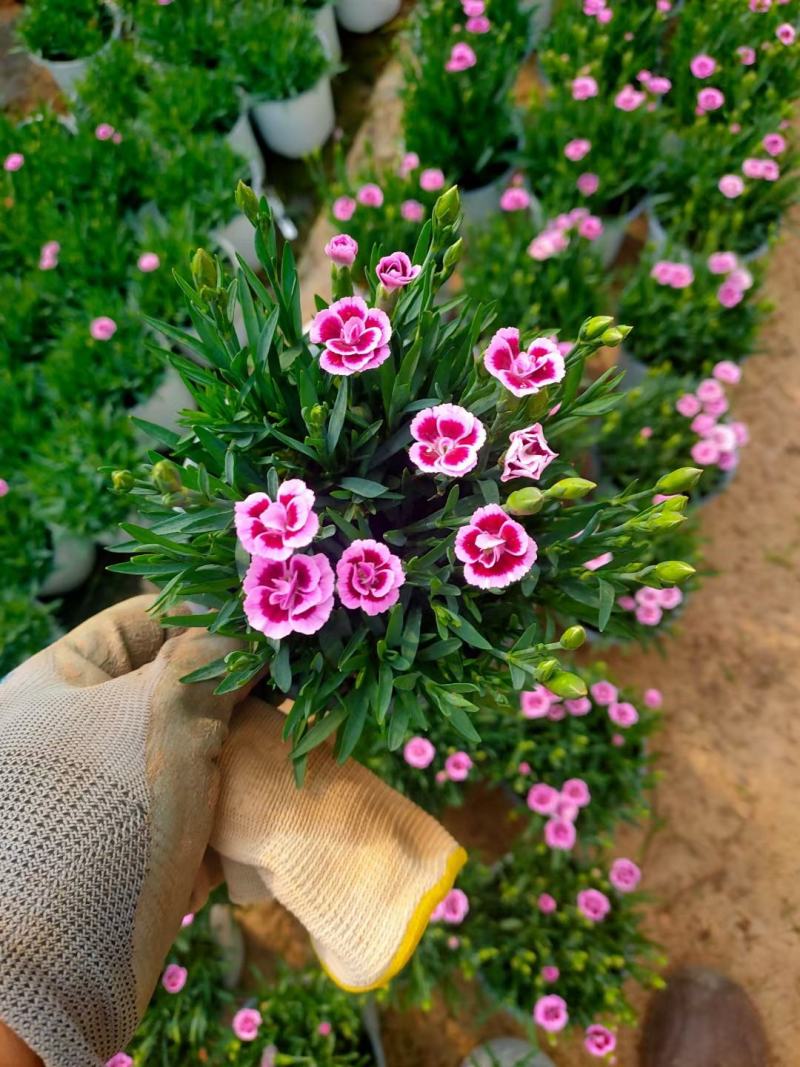 初吻石竹，花量大花艳，基地直发一手货源量大价优