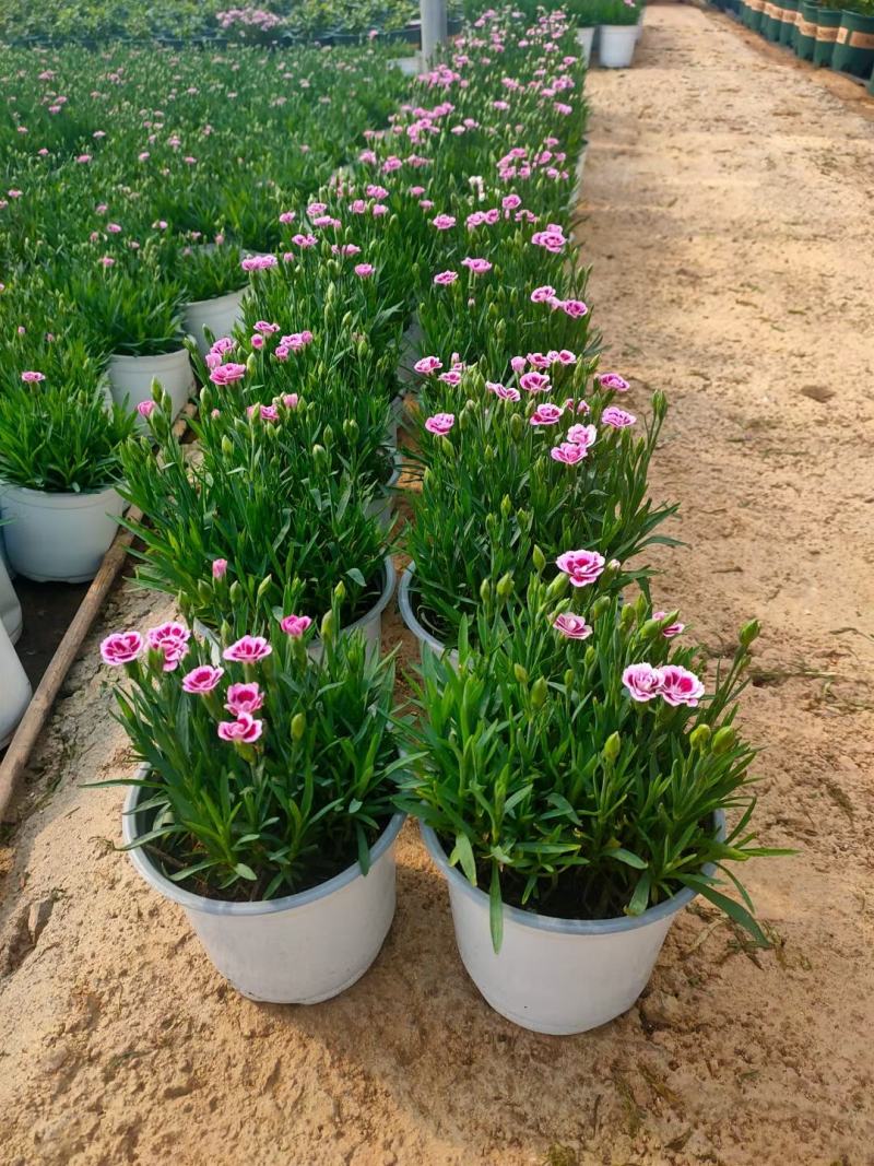 初吻石竹，花量大花艳，基地直发一手货源量大价优