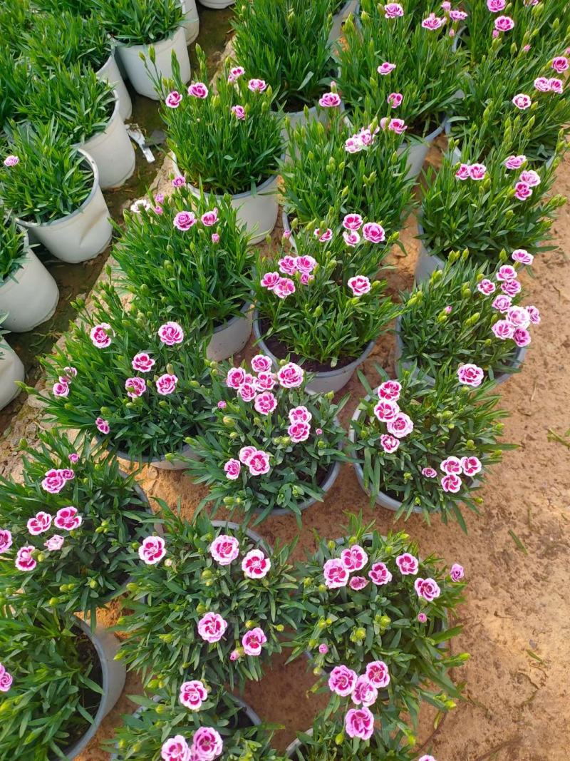 初吻石竹，花量大花艳，基地直发一手货源量大价优