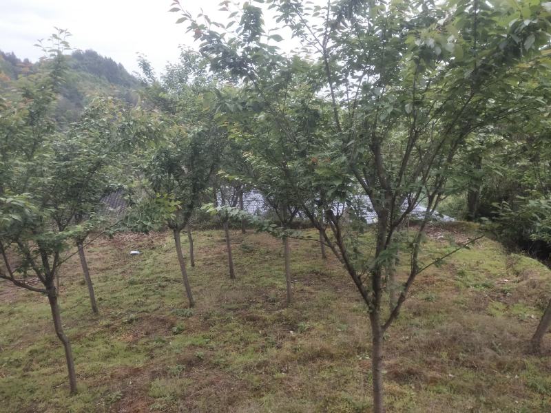 樱花树