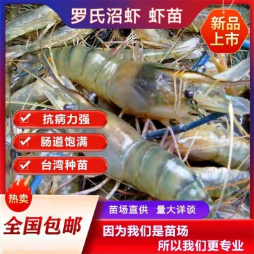罗氏虾苗淡水虾苗罗氏沼虾苗淡水虾苗土塘养殖室内养殖