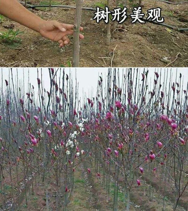 玉兰花大树苗别墅庭院绿化植物四季紫白玉兰名贵风景树浓香型