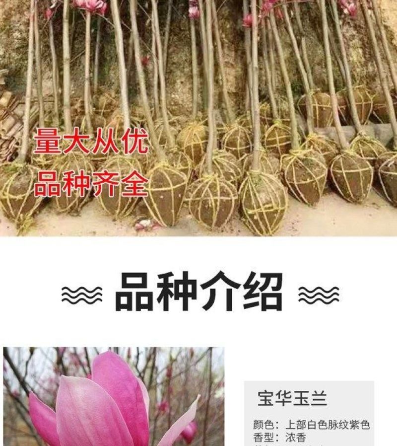 玉兰花大树苗别墅庭院绿化植物四季紫白玉兰名贵风景树浓香型