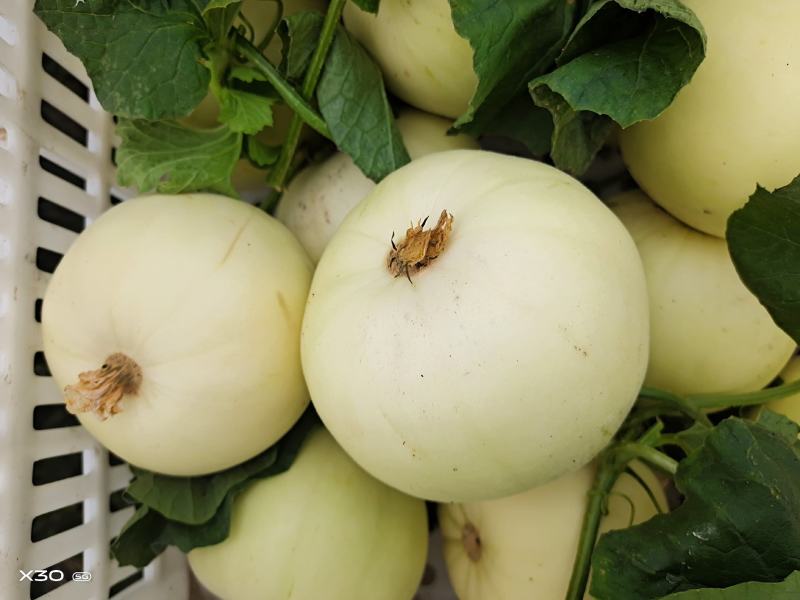 小白瓜大量上市中口感脆甜皮蓐肉多一首货源代购代发。