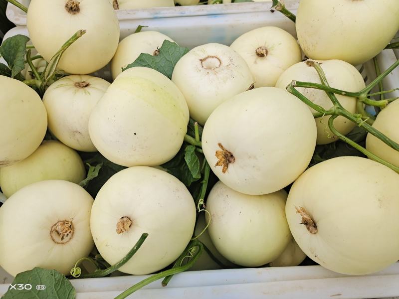 小白瓜大量上市中口感脆甜皮蓐肉多一首货源代购代发。
