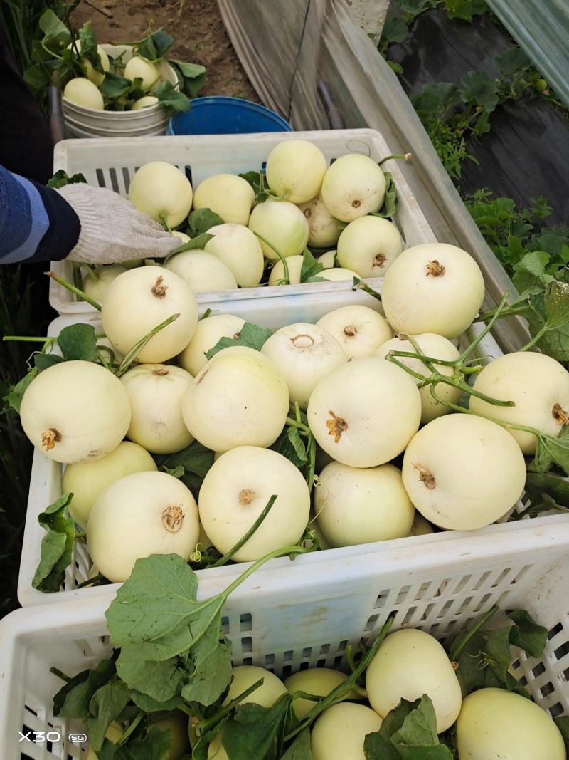小白瓜大量上市中口感脆甜皮蓐肉多一首货源代购代发。