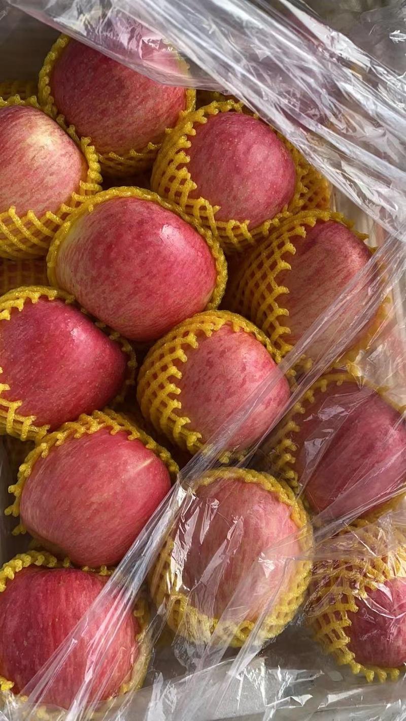 产地批发水晶红富士苹果，冰糖心红富士苹果，一手货源