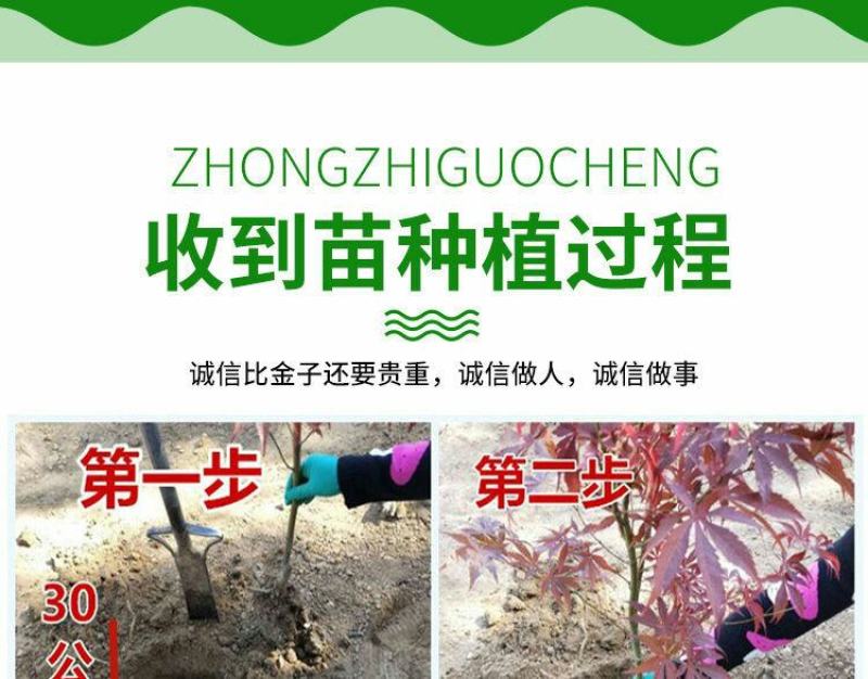 低价出售日本红枫基地直销，品种纯正，不和卖假货拼价格