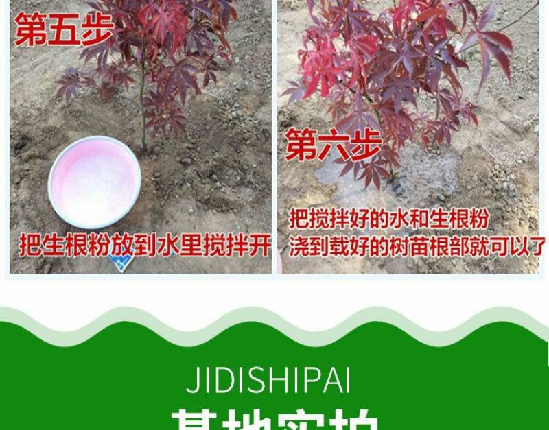 低价出售日本红枫基地直销，品种纯正，不和卖假货拼价格