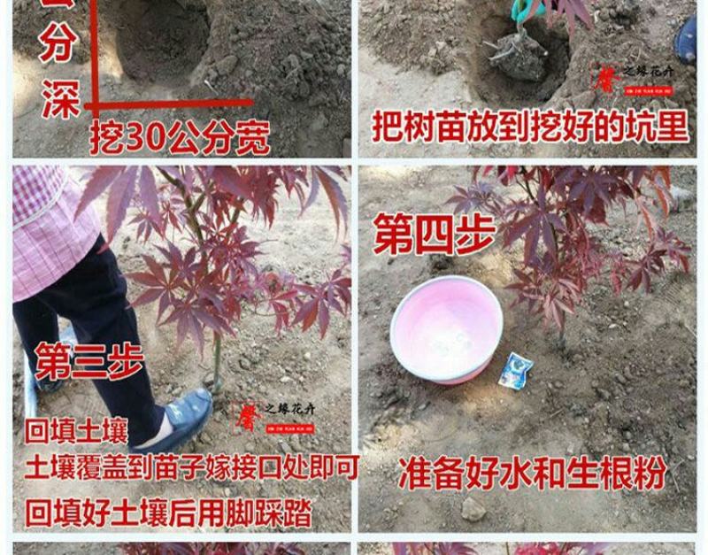 低价出售日本红枫基地直销，品种纯正，不和卖假货拼价格
