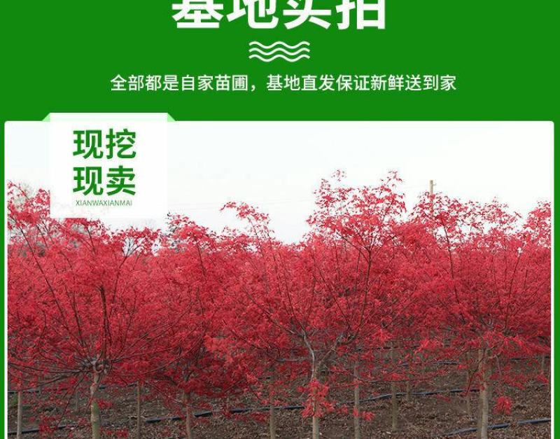 低价出售日本红枫基地直销，品种纯正，不和卖假货拼价格