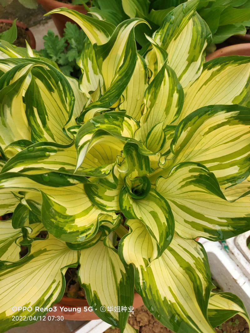 玉簪花地栽盆栽耐寒耐阴玉簪花苗玉簪花室内阳台区草本花卉可