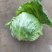 球生菜