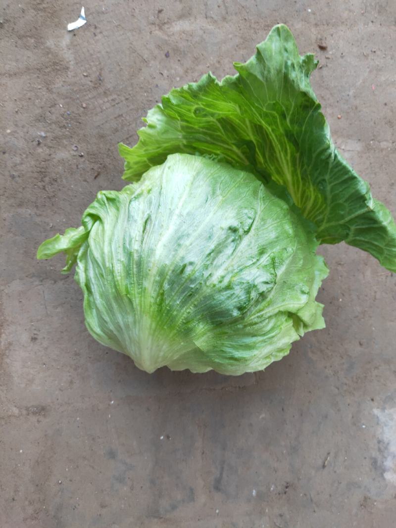 球生菜