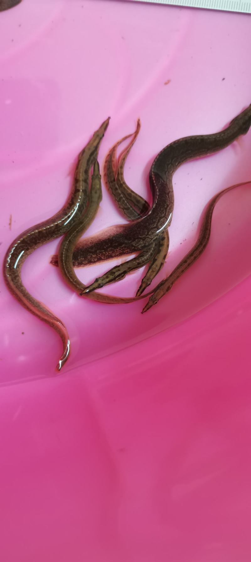 刺鳅鱼苗.刀鳅苗，纳锥苗，中华刺鳅苗，技术孵化，技术指导