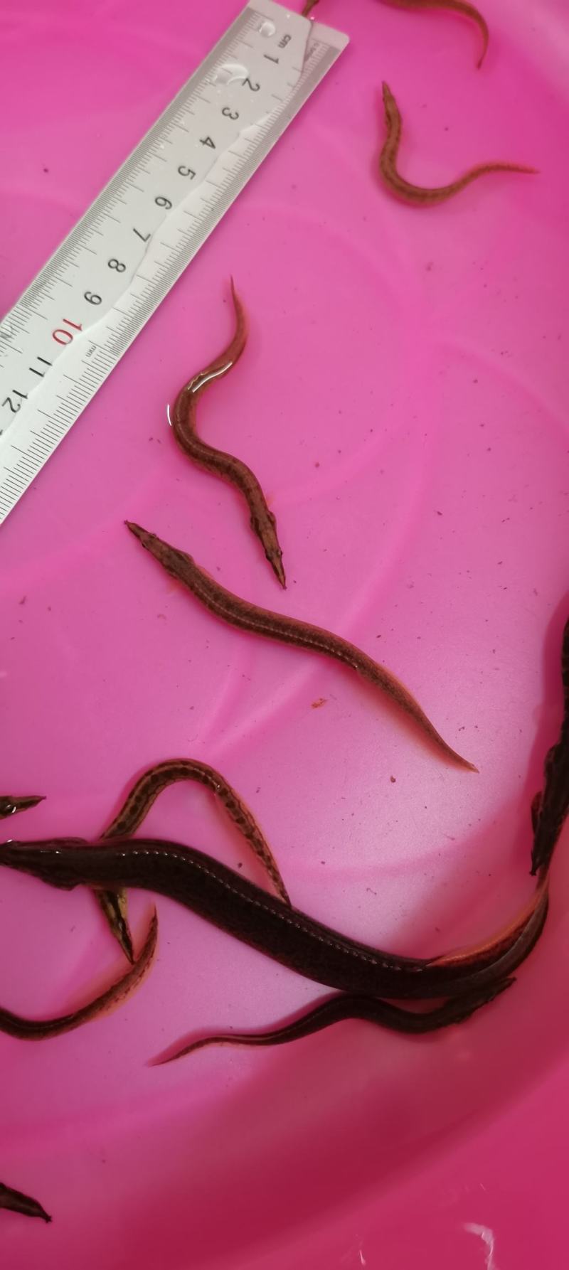 刺鳅鱼苗.刀鳅苗，纳锥苗，中华刺鳅苗，技术孵化，技术指导