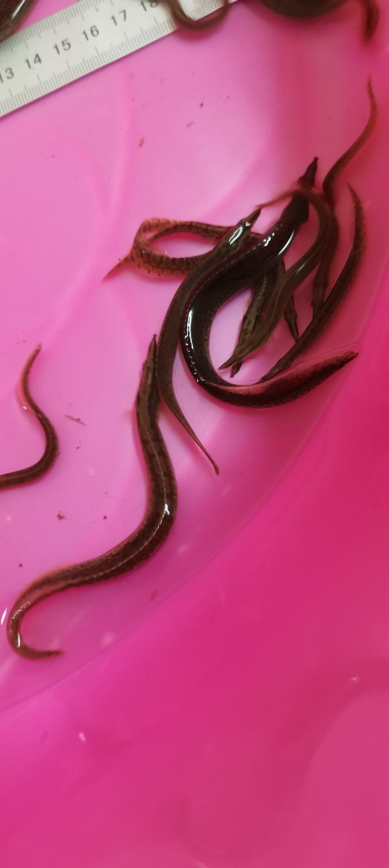 刺鳅鱼苗.刀鳅苗，纳锥苗，中华刺鳅苗，技术孵化，技术指导
