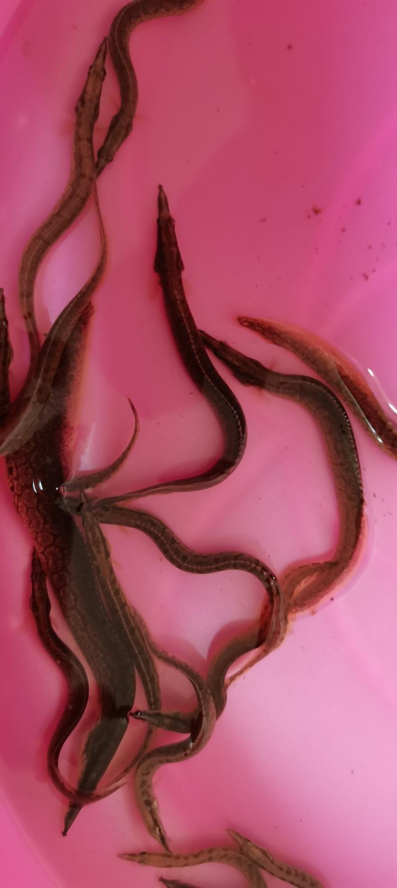 刺鳅鱼苗.刀鳅苗，纳锥苗，中华刺鳅苗，技术孵化，技术指导