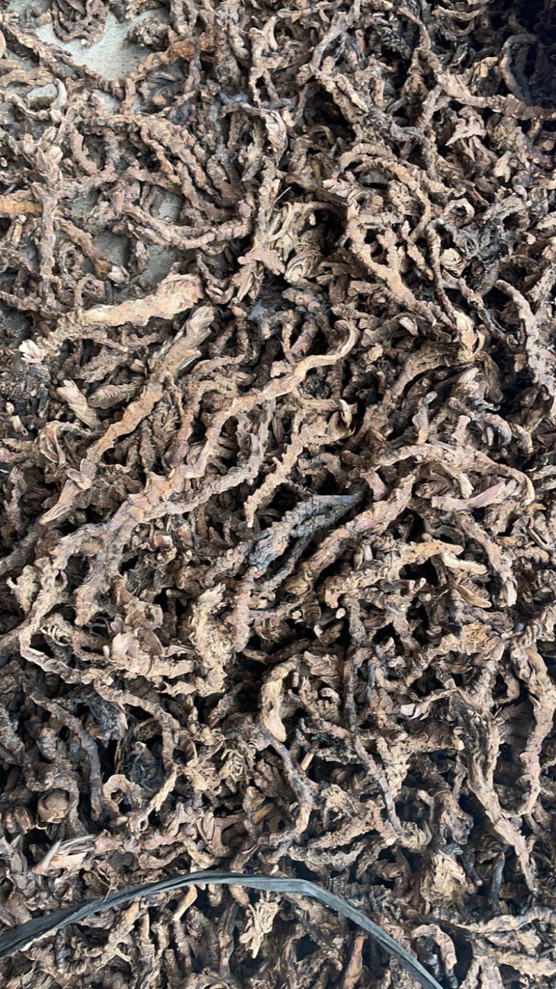 野生石菖蒲山菖蒲药菖蒲九节蒲叶水剑草药新鲜干货。