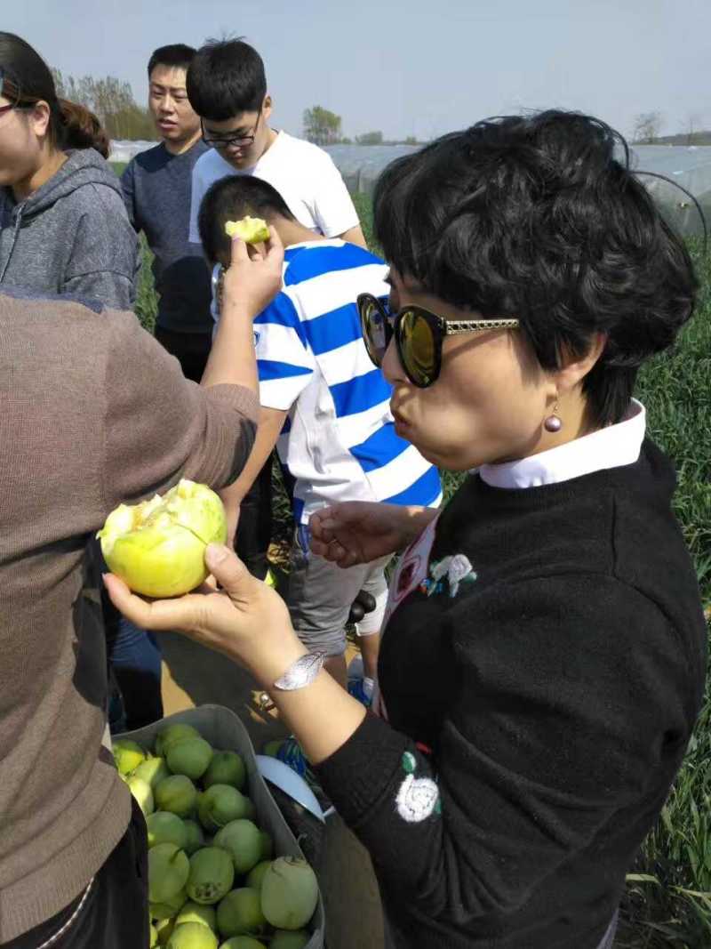 【电商批量代发】马连庄蜂蜜甜瓜一件代发香甜暴汁产地供应链