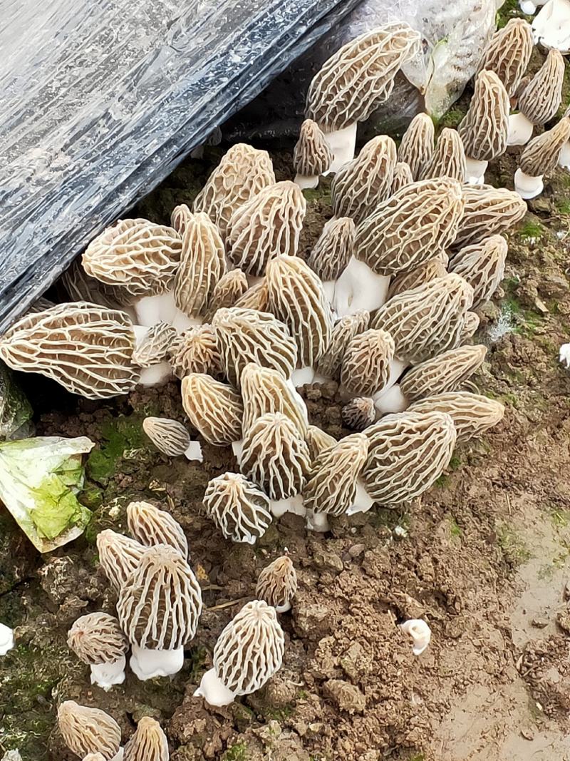 羊肚菌