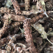 中药材夏枯球牛抵头夏枯花枯草穗夏枯穗