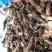 中药材夏枯球牛抵头夏枯花枯草穗夏枯穗