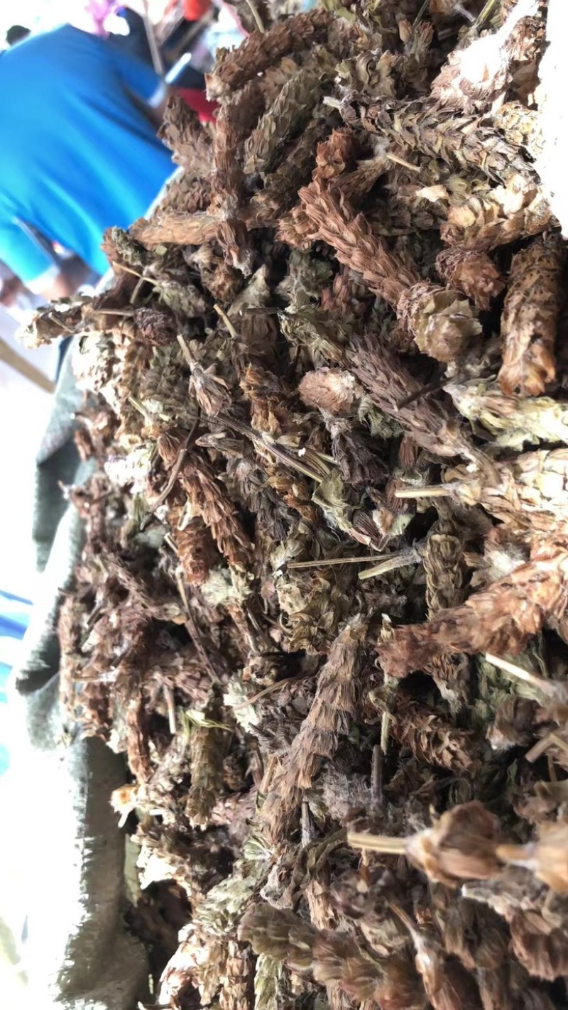 中药材夏枯球牛抵头夏枯花枯草穗夏枯穗