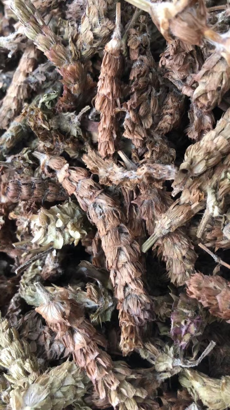 中药材夏枯球牛抵头夏枯花枯草穗夏枯穗