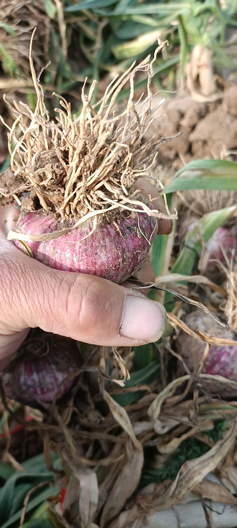 中牟红皮把蒜大蒜大量上市中诚信报价量大价优