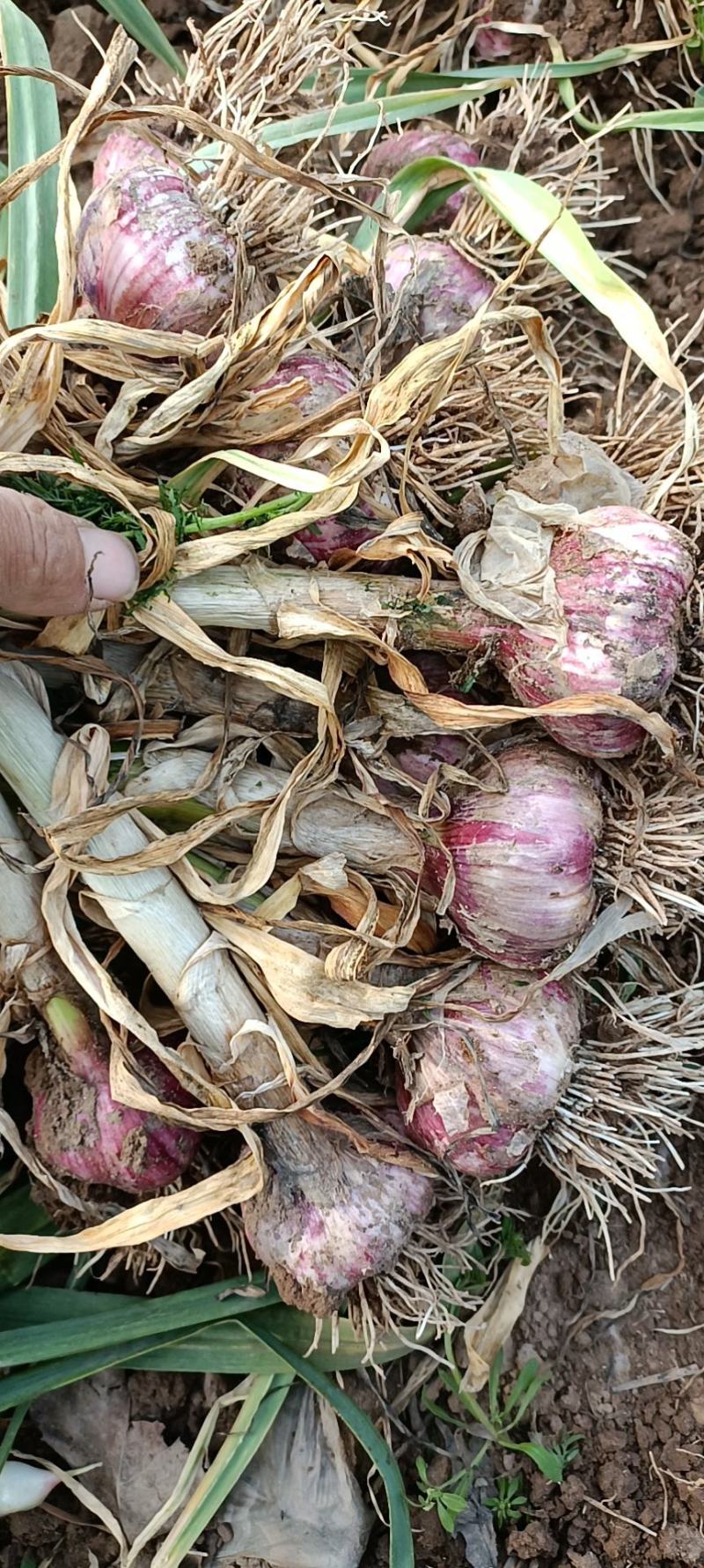 中牟红皮把蒜大蒜大量上市中诚信报价量大价优