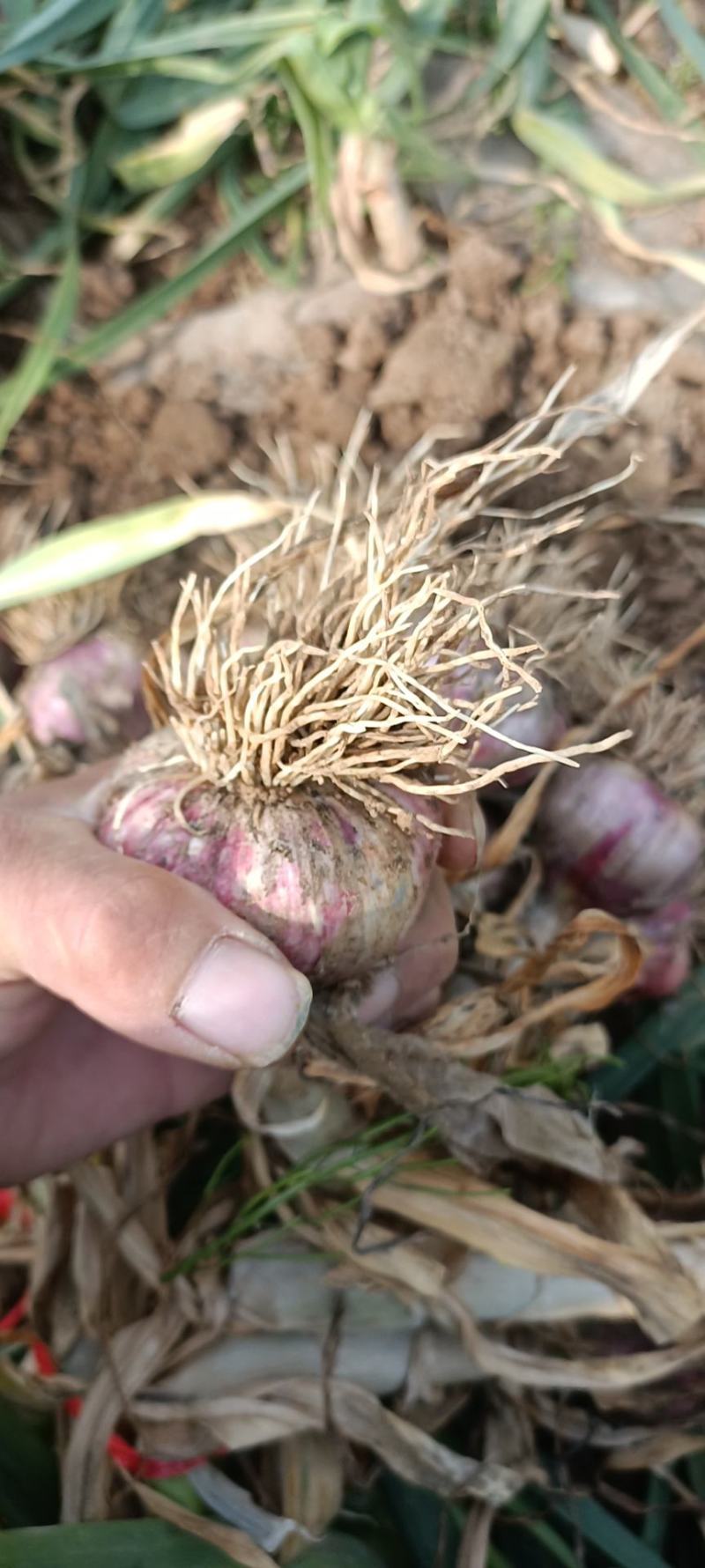 中牟红皮把蒜大蒜大量上市中诚信报价量大价优